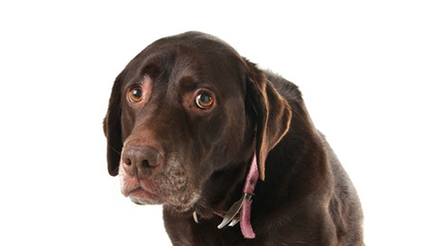 http://www.news-assurances.com/wp-content/uploads/2010/09/Chien-vieux-triste-Barbara-Helgason-Fotolia.jpg