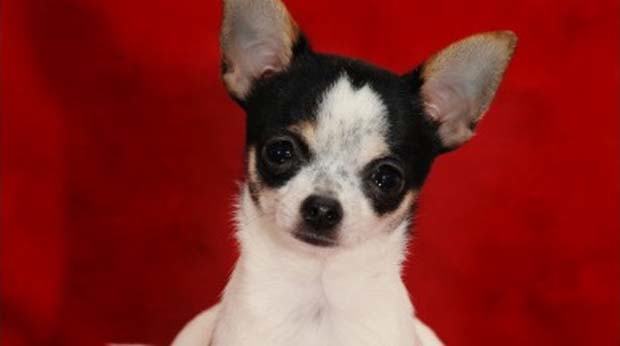 Chihuahua chien-L Dauvois-Fotolia
