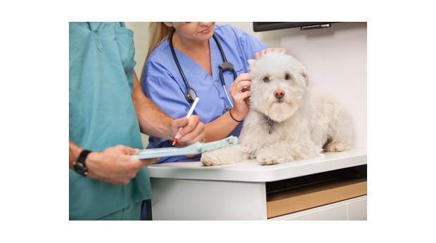 Assurance animale : Intervention chirurgicale chez le chien et le chat
